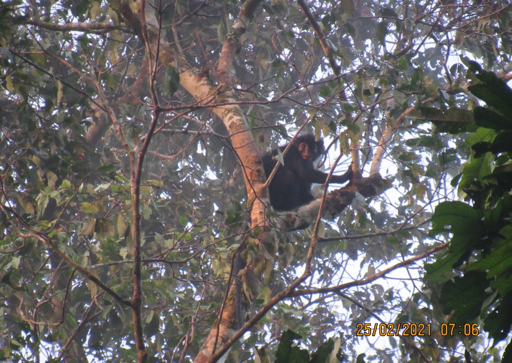 Colobus congoensis, by Henri Silegowa/Lukuru Foundation