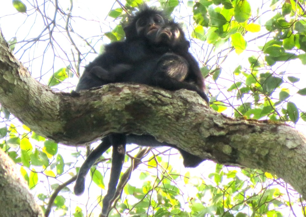 Colobus congoensis, by Jean Pierre Kapale/Lukuru Foundation