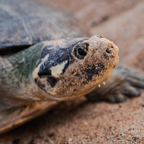 Giant American Turtle