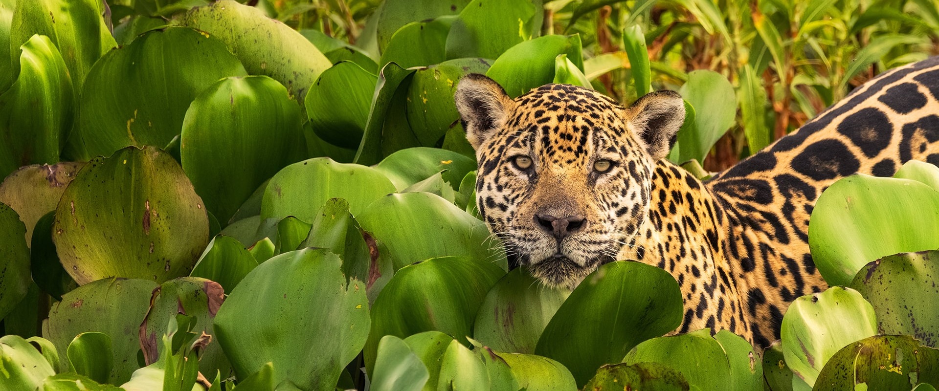 Jaguar, by Fabianomr