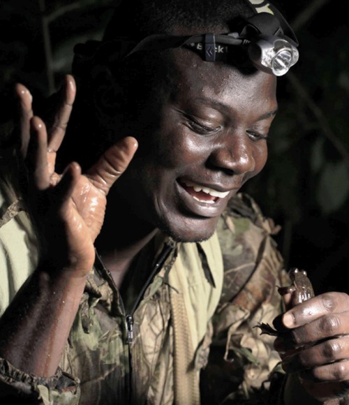 Herp Conservation Guardian, Caleb Ofori, discovering the Togo Slippery Frog in the Onepone Refuge in the Togo-Volta highlands of Ghana.