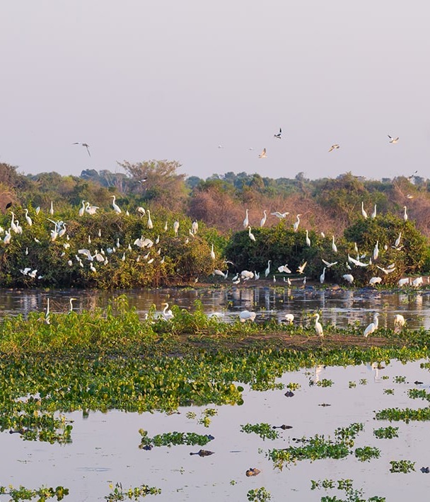 The Pantanal landscape, by Elleon