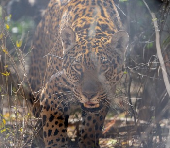 A Jaguar in El Impenetrable National Park, by Matias Rebak
