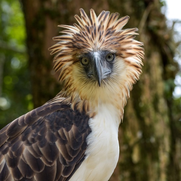 The Philippine Eagle, by Michal Lukaszewicz