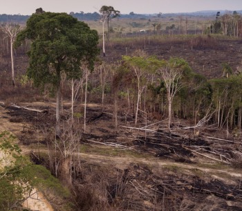 Deforestation