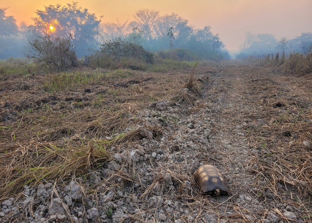 Fires in the Pantanal are destroying the biodiverse wetlands of the Pantanal. Photo courtesy of Onçafari