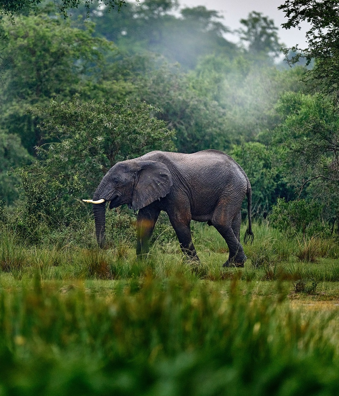 African Forest Elephant, by Ondrej Prosicky
