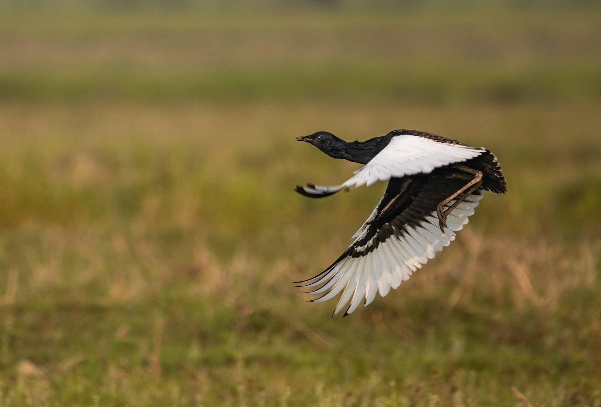 Bengal Florican, by surajeet96