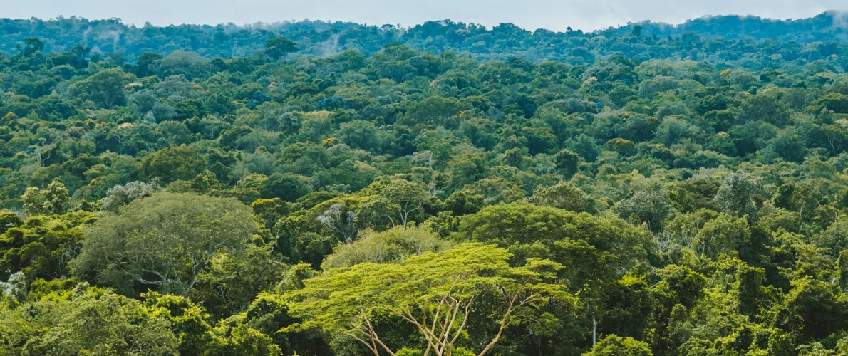 The Brazillian Amazon rainforest, by Rainforest Collection