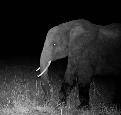 Ghost Elephant © Wilderness Project Archive