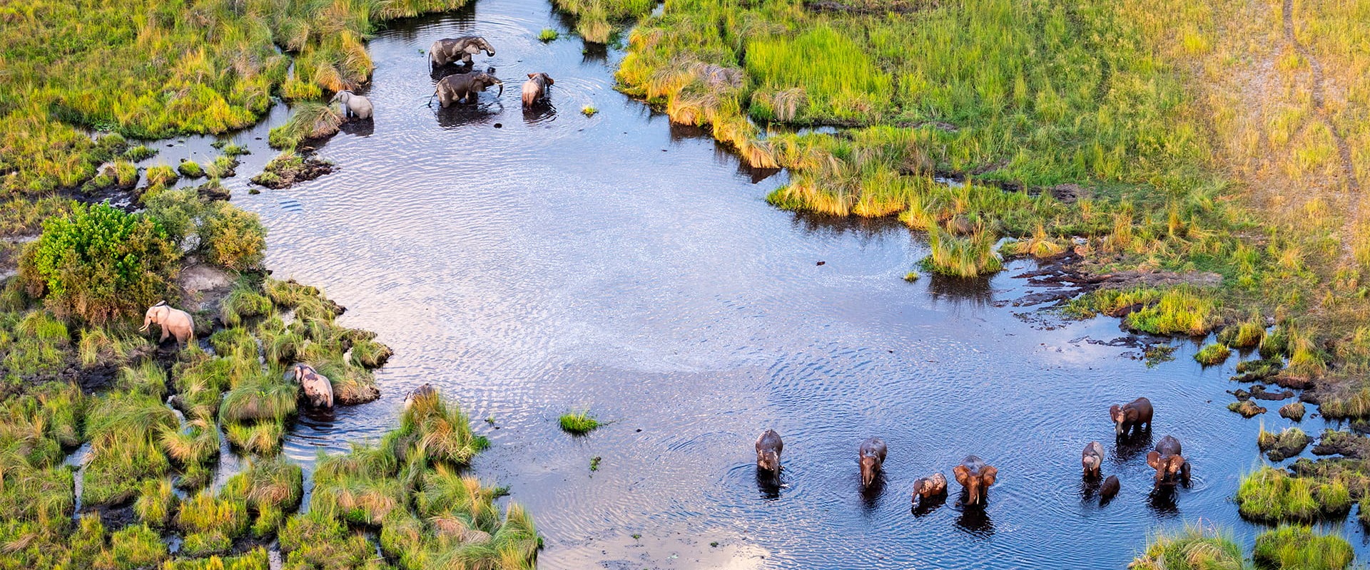 Group of Savanna Elephants in the Okavango © Zaruba Ondrej