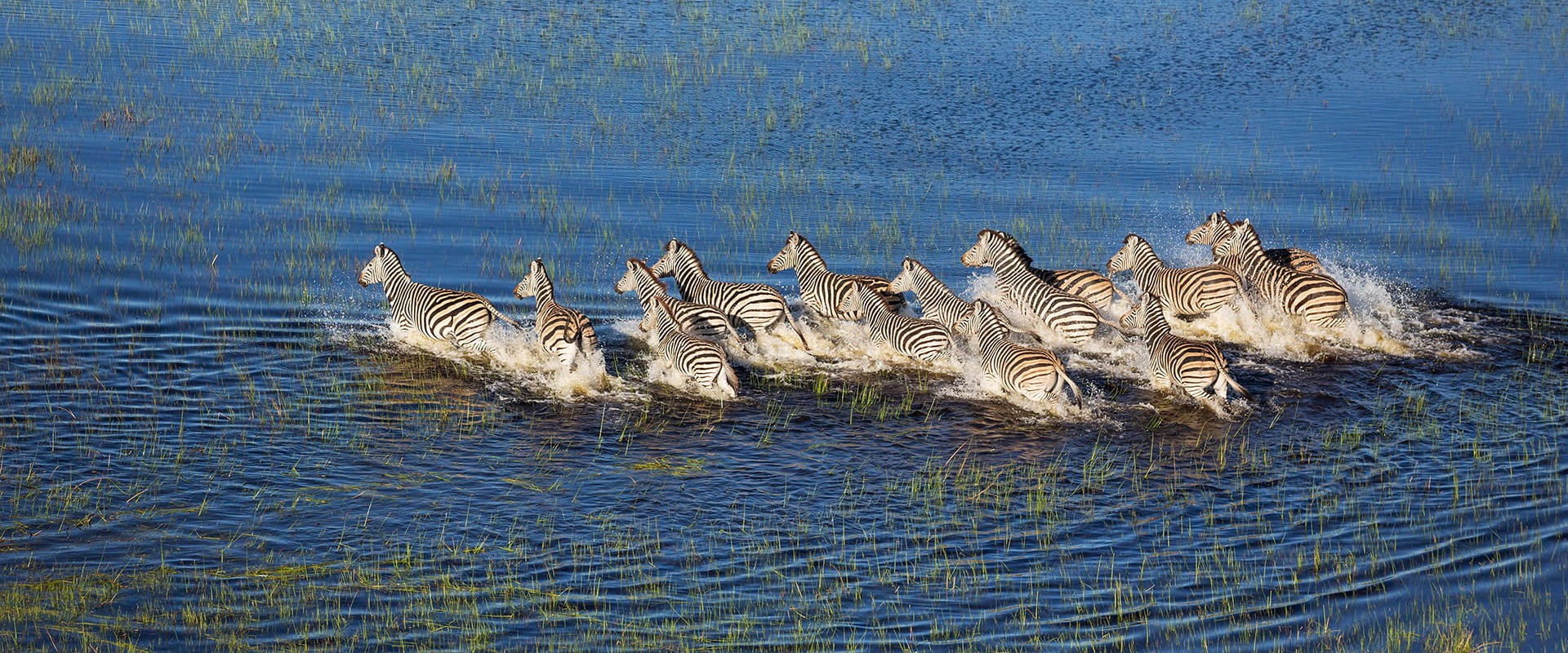 Group of Zebras in the Okavango © imageBROKER.com