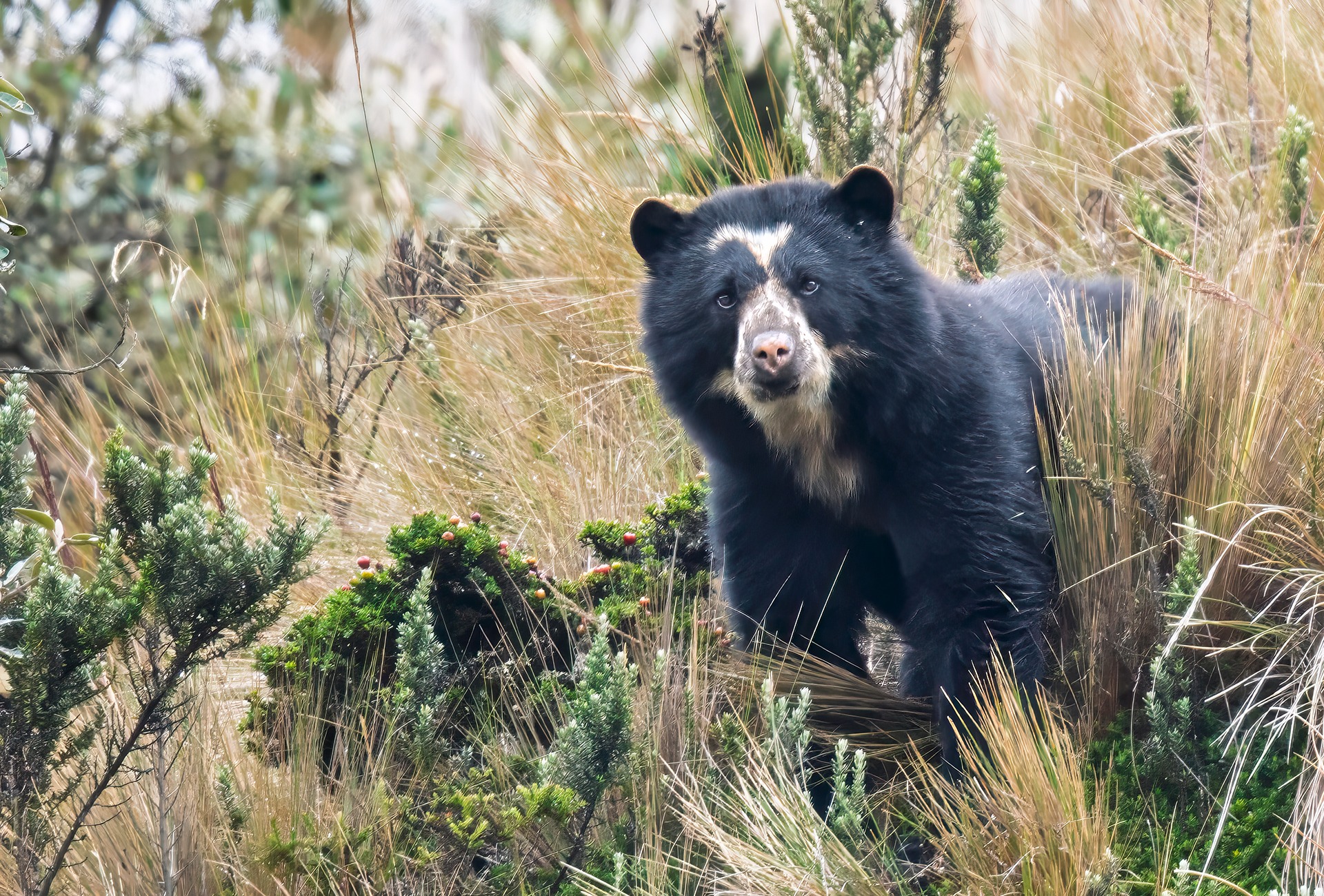 Spectacled Bear, also known as the Andean Bear © Burdos