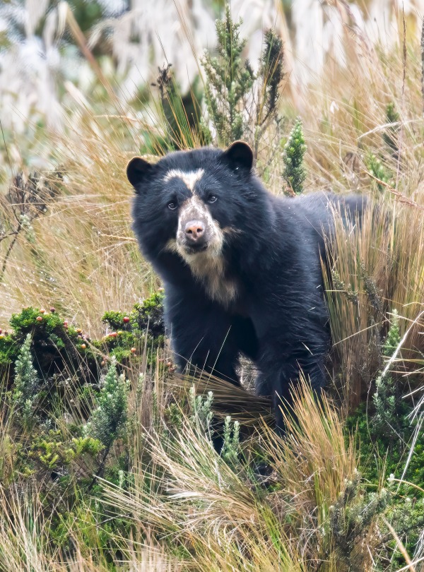 Spectacled Bear, also known as the Andean Bear © Burdos