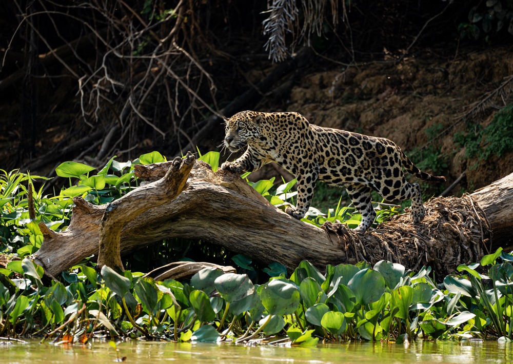 Jaguar © Gustavo Fonseca