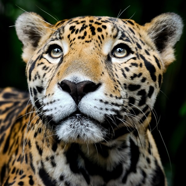 Male Jaguar, by Ludo Koos