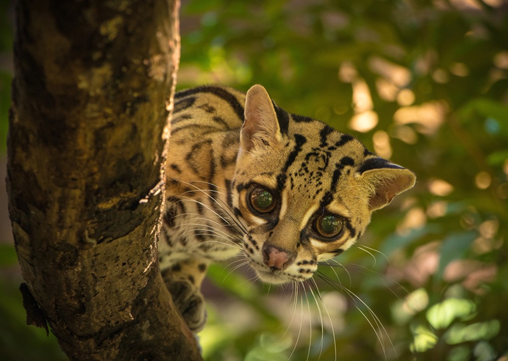 Margay © Luciana Smania