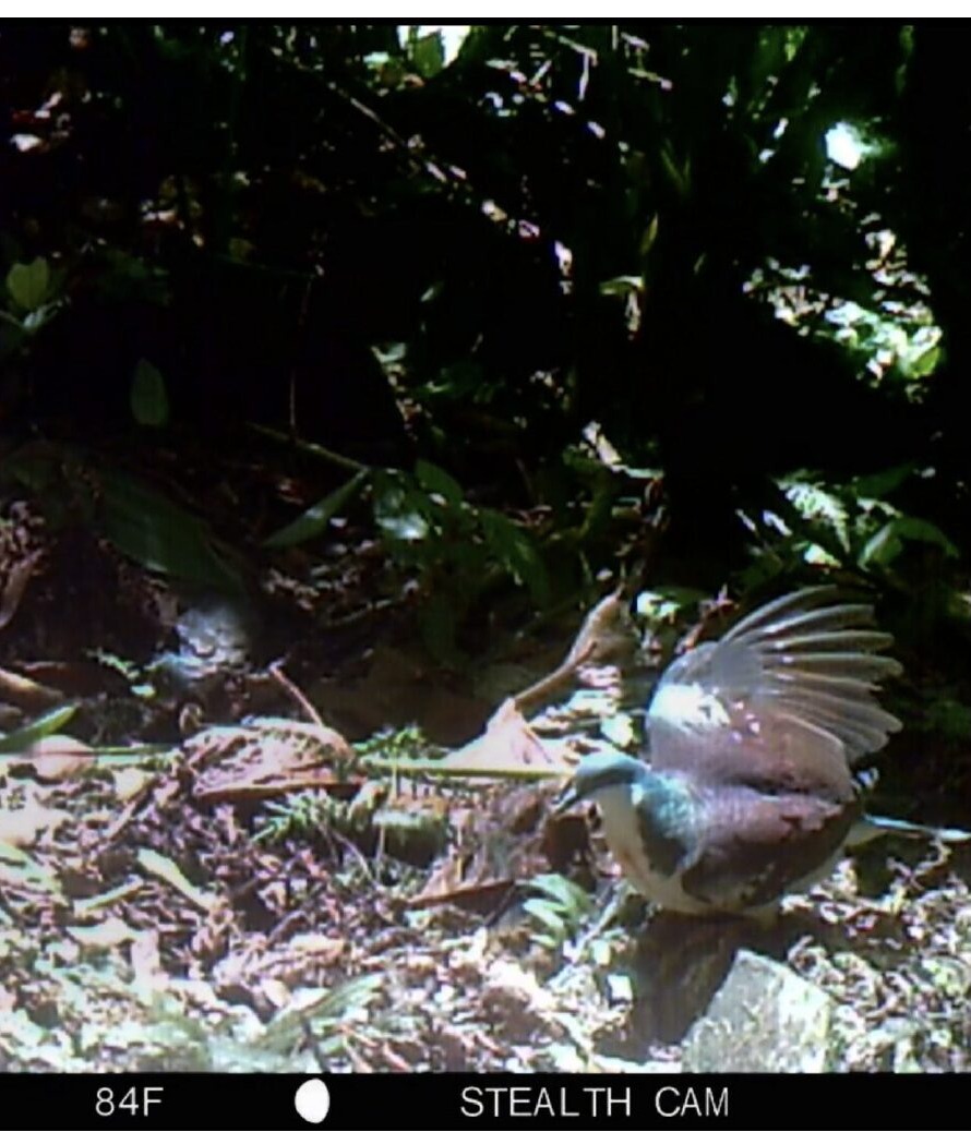 Mindoro Bleeding-heart captured via camera trap, by CCIPH