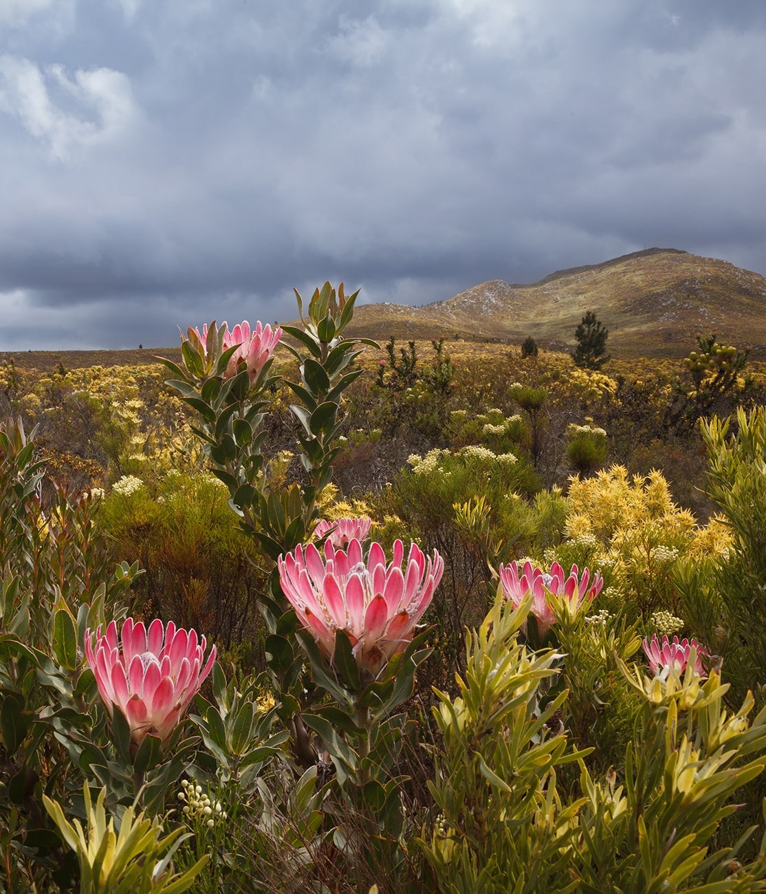 Pink Protea flowers on the Southern Cape of South Africa, by Andrew Hagen