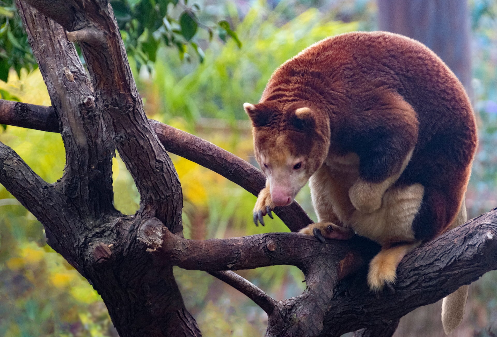 Matschie’s Tree-kangaroo © Barbara Ash