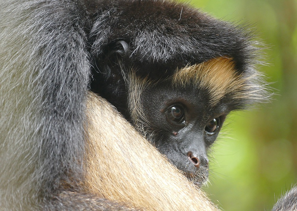 White-bellied Spider Monkey © Helge Zabka