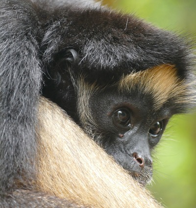 White-bellied Spider Monkey © Helge Zabka