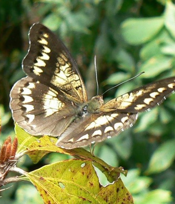 A butterfly species, Cymothoe baylissi poppyana, that ascends to the summit of Mount Mabu each year, by Julian Bayliss