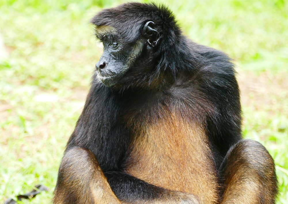 White-bellied Spider Monkey © Juerginho