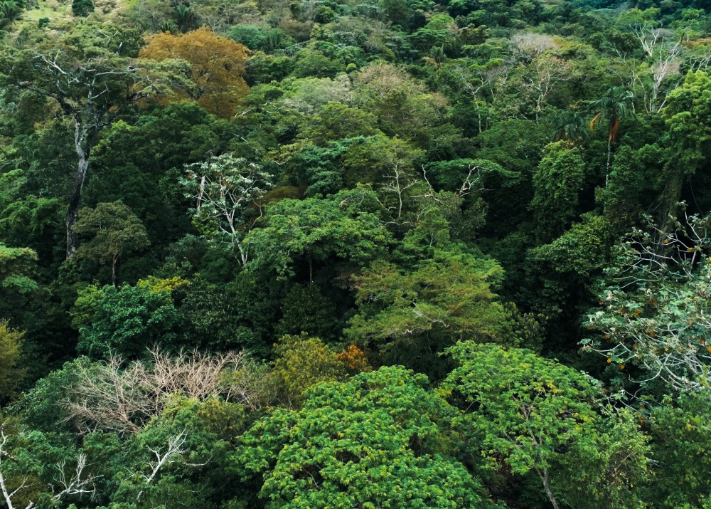 Bolivian Rainforest, by Laszlo Mates