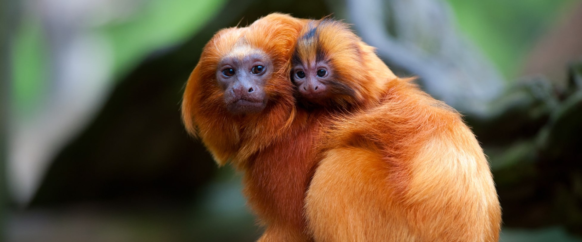 Endangered Golden Lion Tamarin with baby