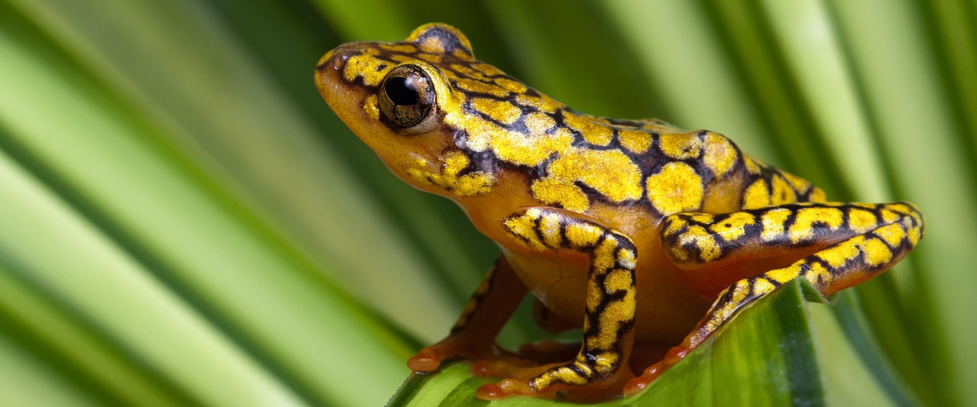 Harlequin Poison Dart Frog, by Anneka