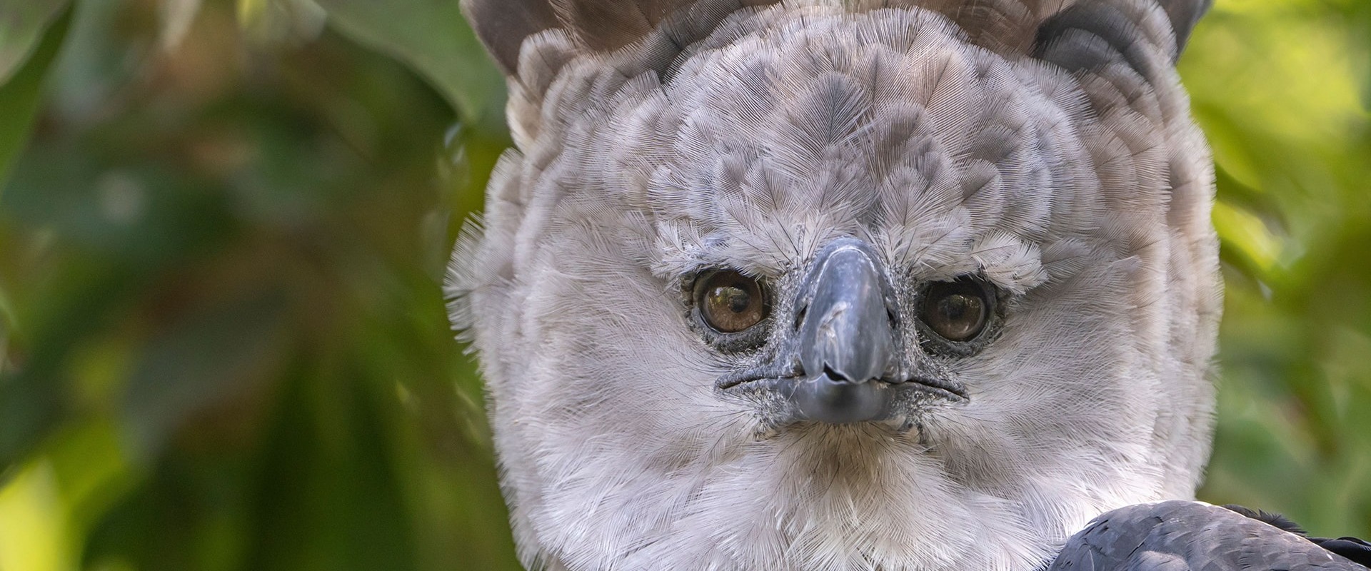 The Harpy Eagle, by Wirestock Creators