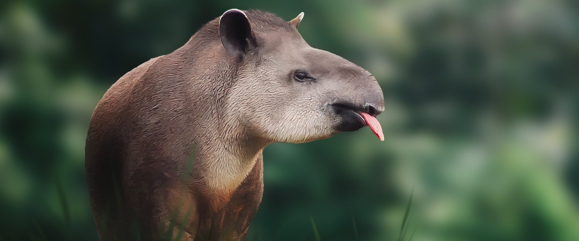 Lowland Tapir, by Diego Grandi