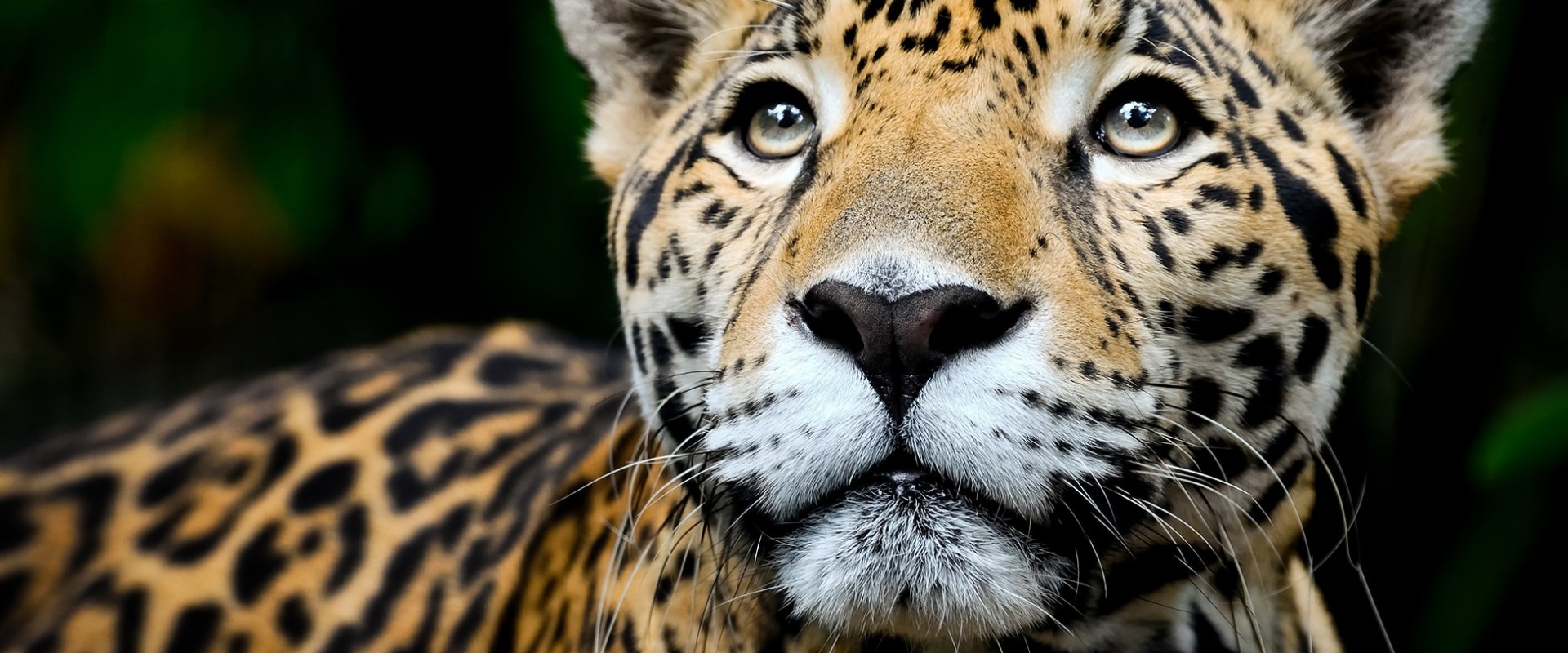 Male Jaguar, by Ludo Koos
