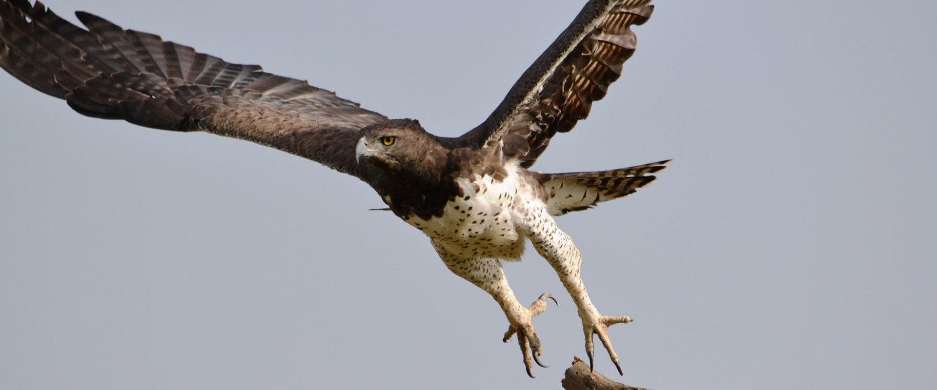 Martial Eagle, by Steve Bushman