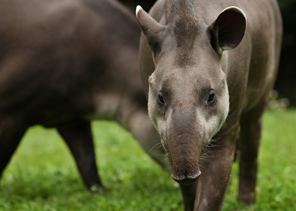 Lowland Tapir or South American Tapir, by PhotocechCZ