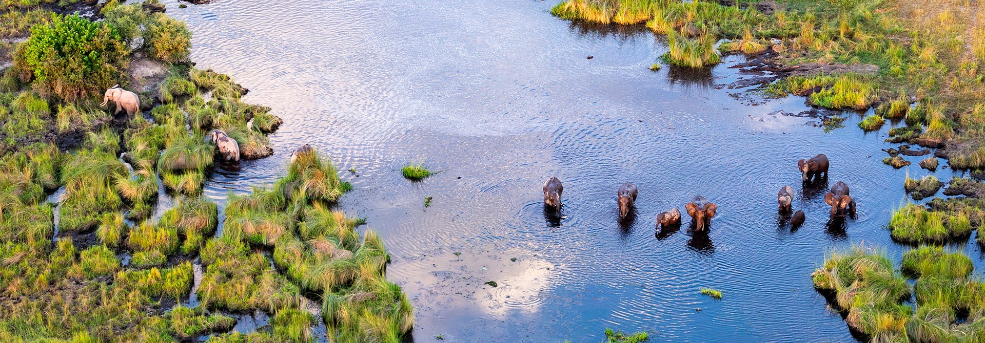 Group of Savanna Elephants in the Okavango © Zaruba Ondrej