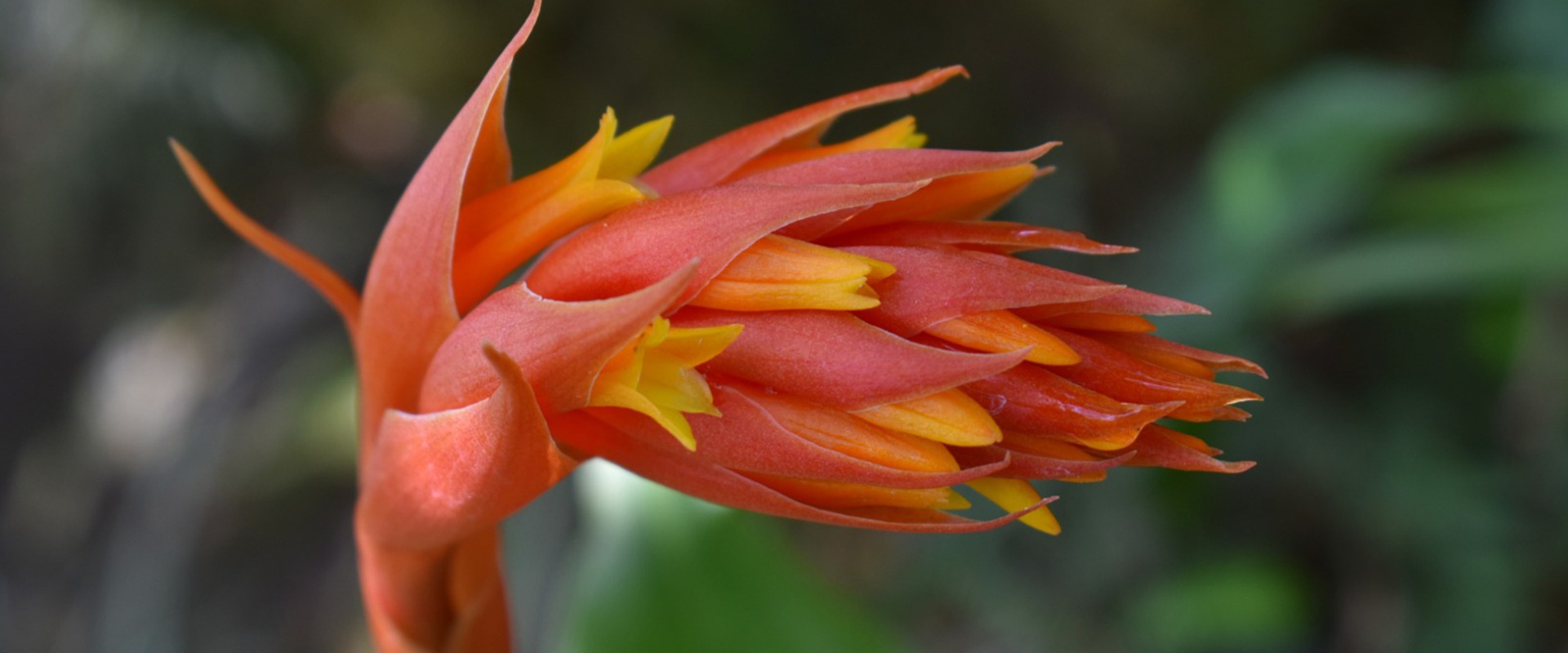 The Coccineorchis bracteosa orchid - Bolivia - courtesy of our partner Faunagua